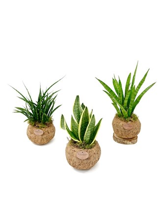 Sanseveria Mix